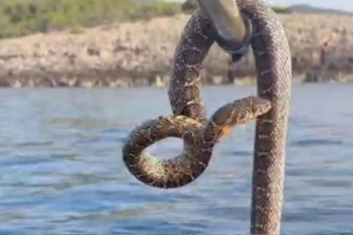 Il serpente lungo 2 metri rinvenuto a riva