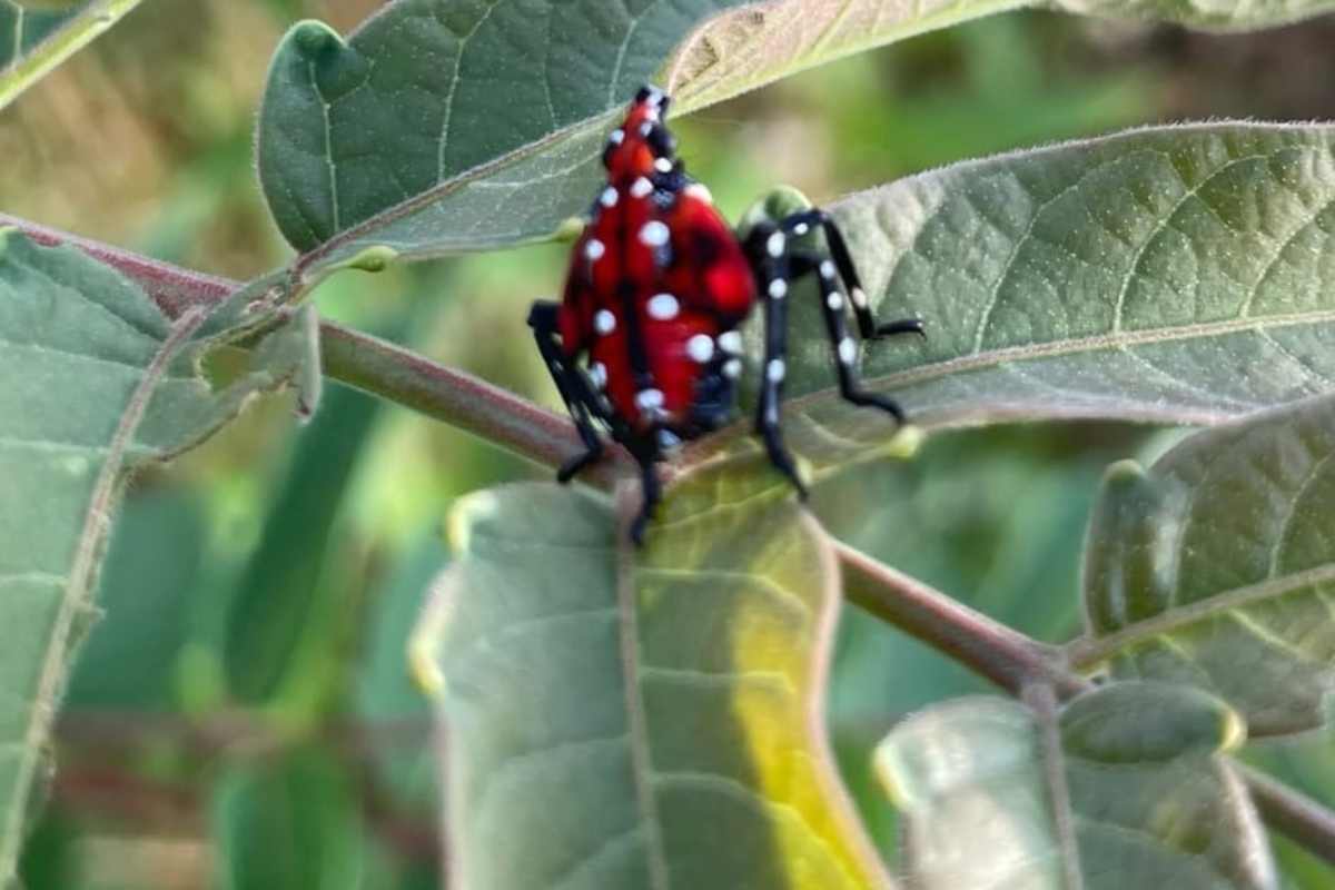 Si nasconde in giardino pericolo