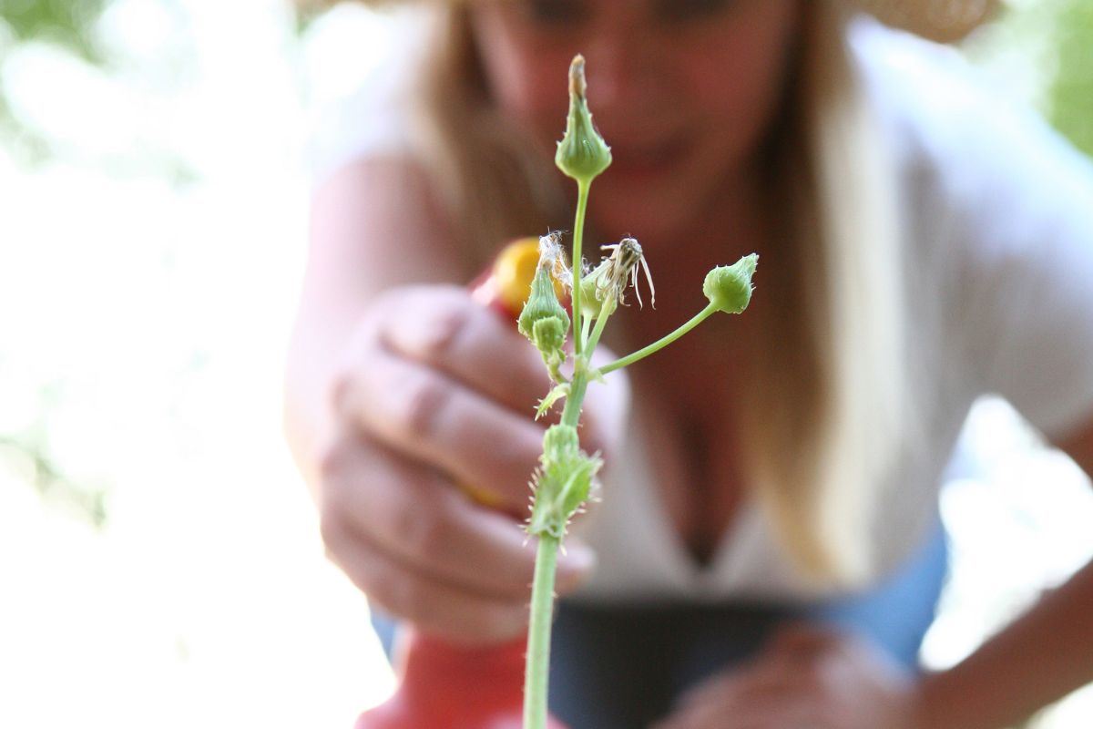 Miscela spray per eliminare piante infestanti