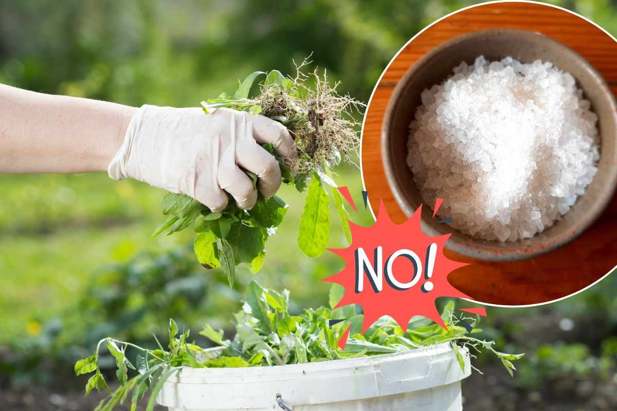 Rimozione delle erbacce infestanti
