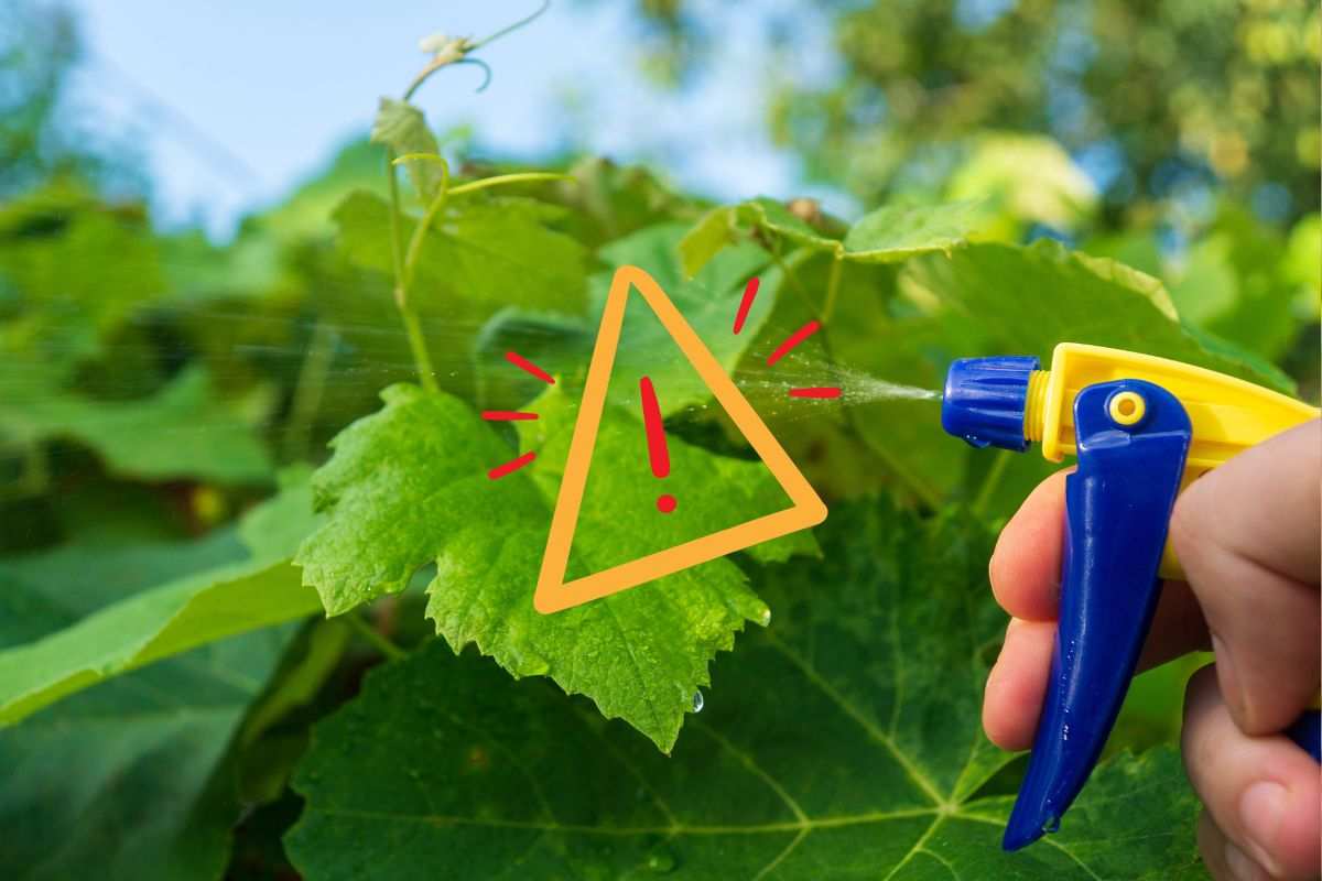 Spray diserbante sulle piante