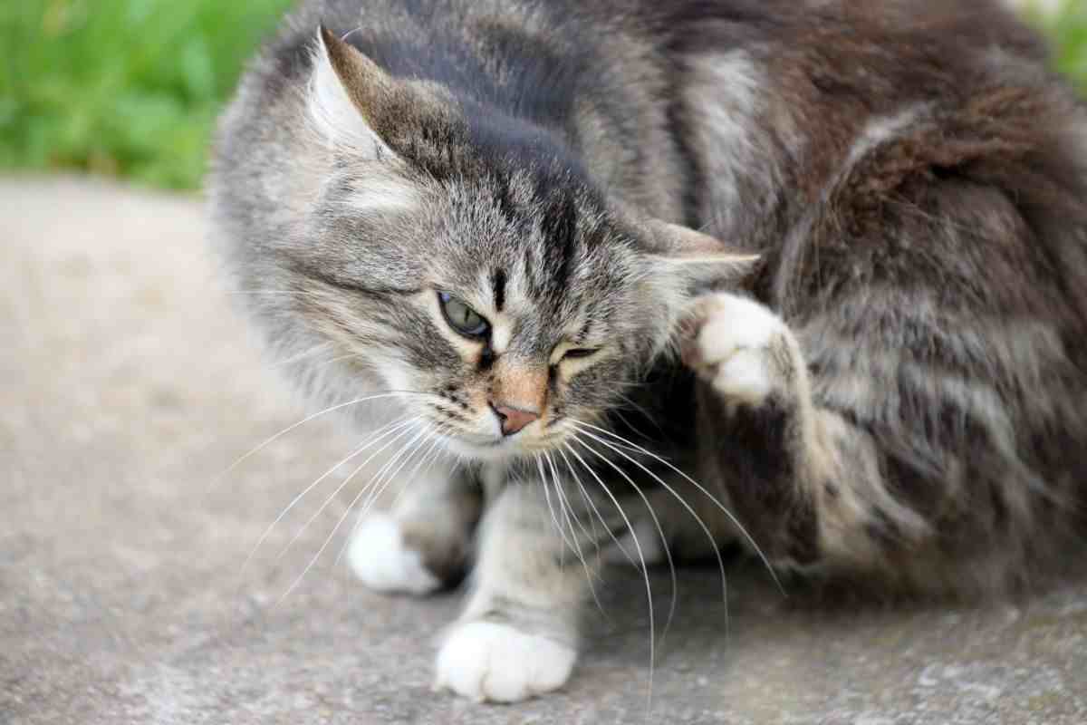 gatto che si gratta