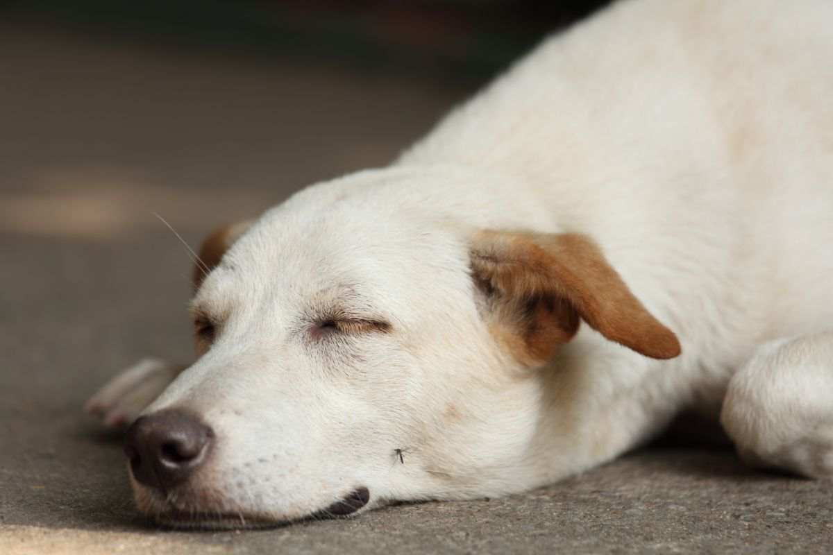 cane che dorme e viene punto da un pappatacio
