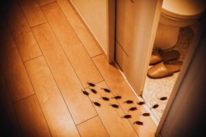 scarafaggi che si muovono in casa