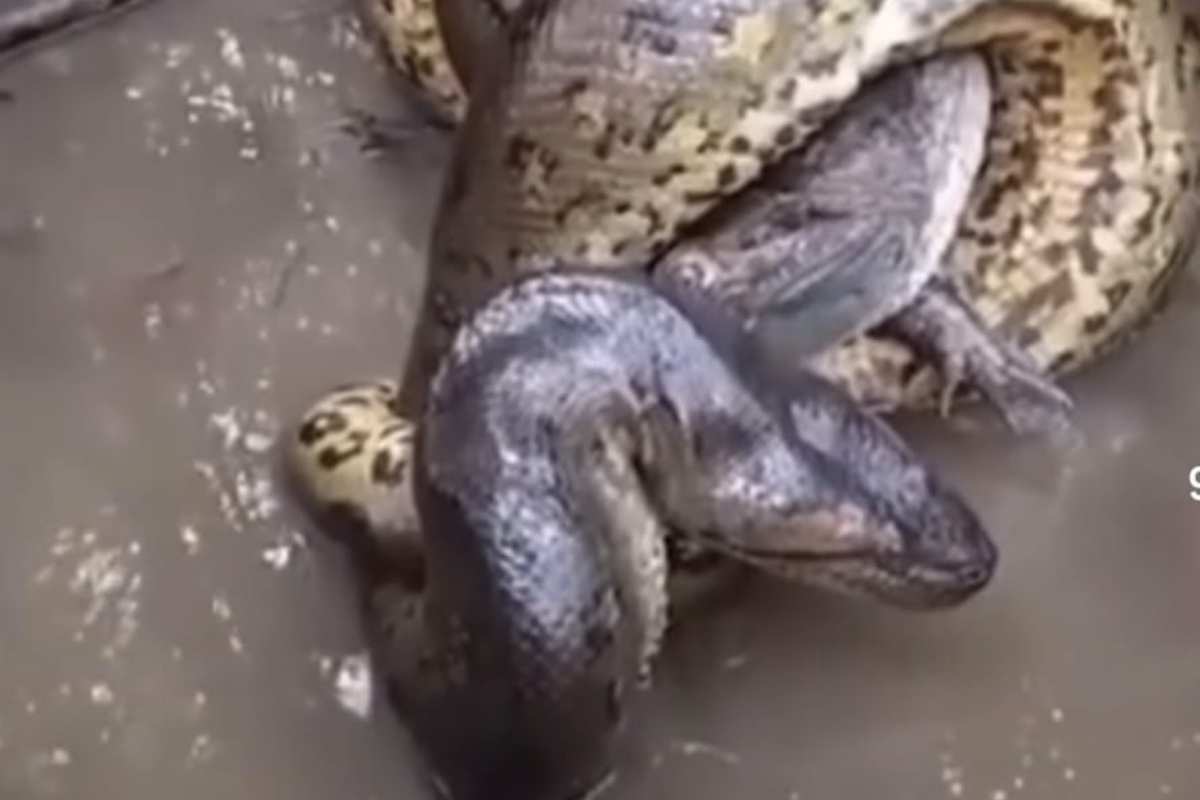 Cosa succede se ti mangia anaconda