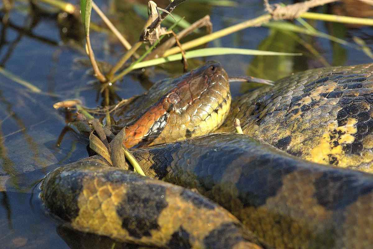 Cosa succede se ti mangia anaconda