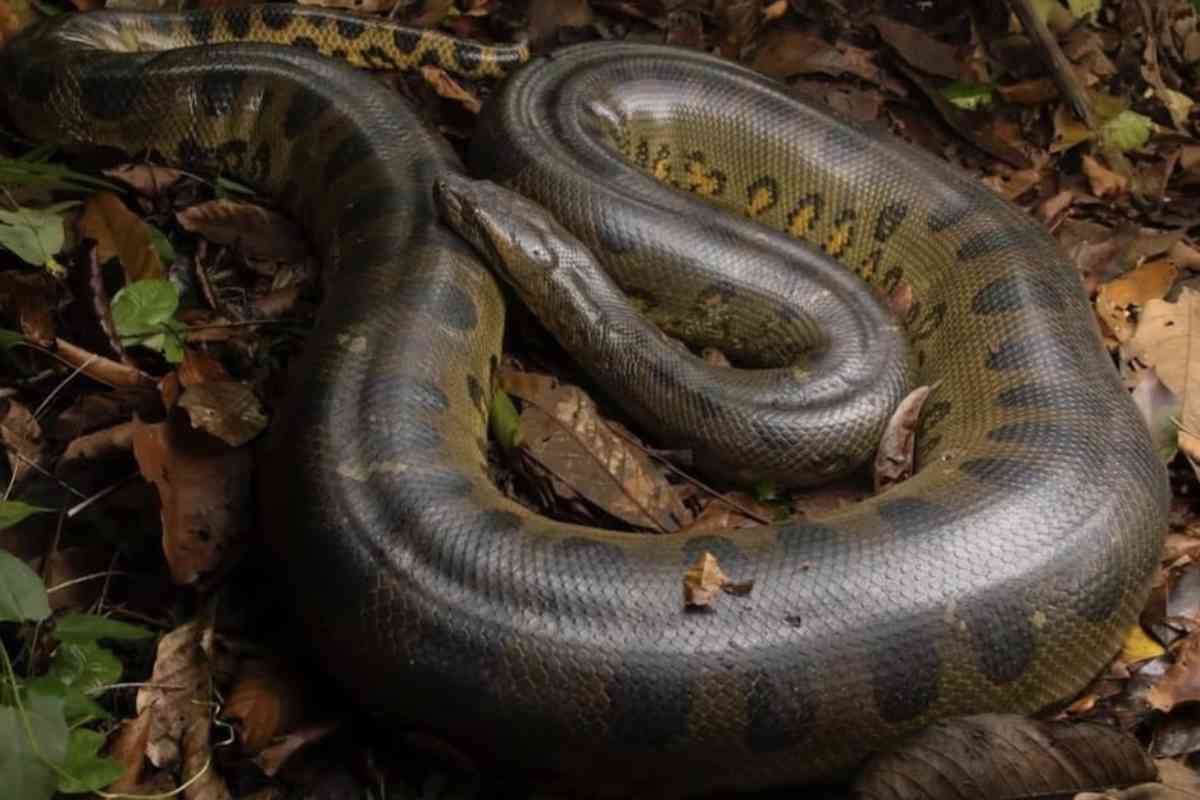 Cosa succede se ti mangia anaconda