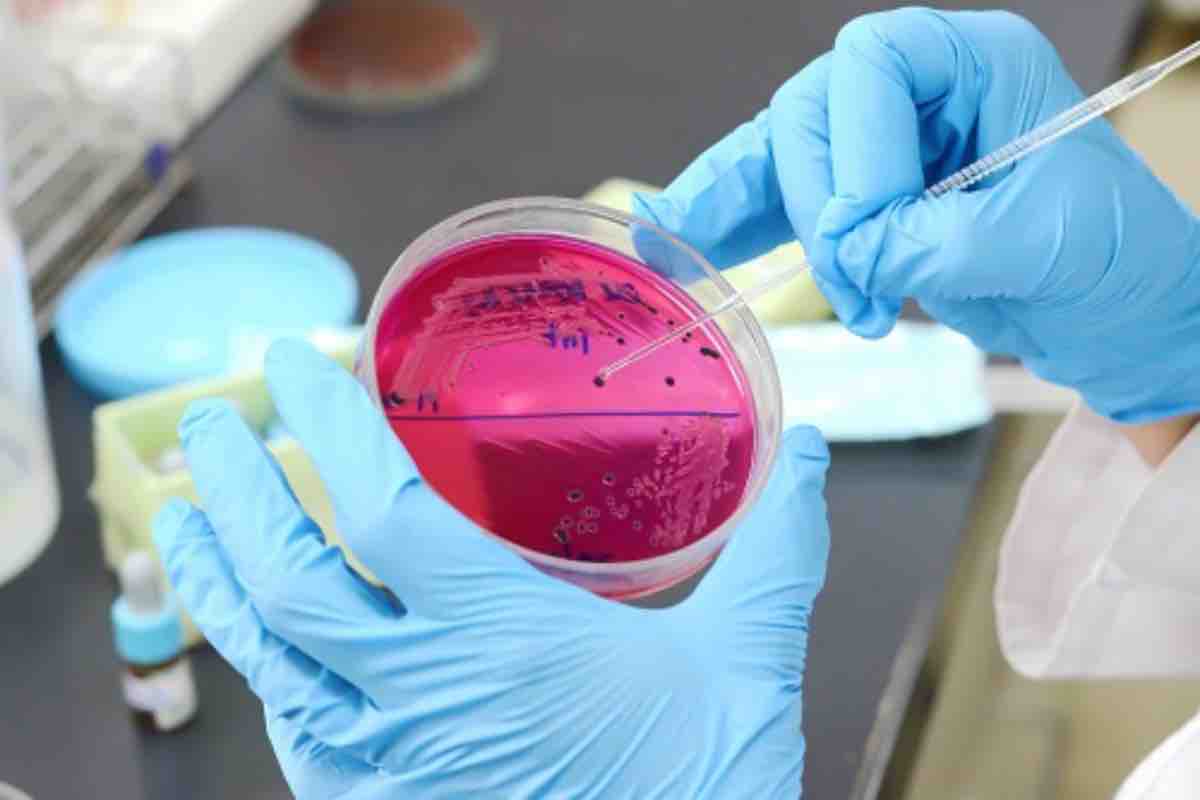 Salmonella