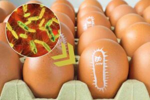 Salmonella