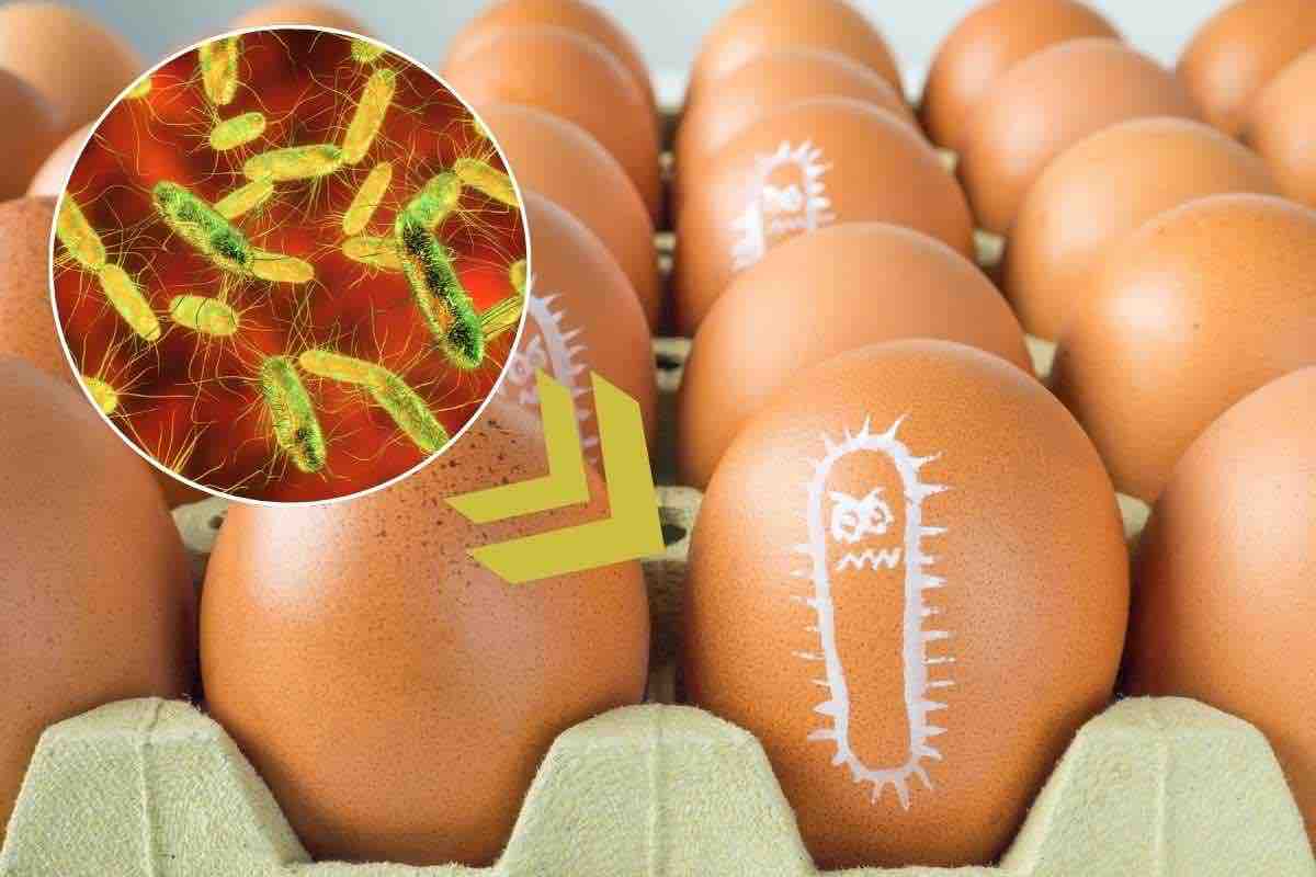 Salmonella nelle uova fresche: guardate il lotto e riportatele subito indietro